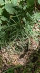 Peucedanum gallicum