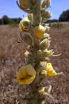 Verbascum thapsus