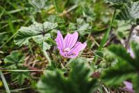 Malva sylvestris
