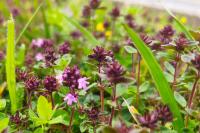 Thymus praecox