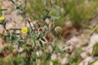 Pulicaria vulgaris