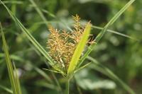 Cyperus esculentus