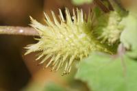 Xanthium orientale subsp. italicum