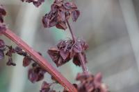 Rumex crispus