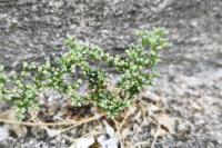 Polycarpon tetraphyllum