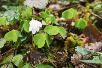 Oxalis acetosella