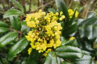 Berberis aquifolium