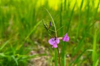 Vicia angustifolia