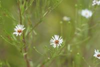 Symphyotrichum lanceolatum