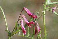 Vicia benghalensis