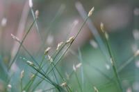 Eleocharis acicularis
