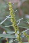 Rumex maritimus
