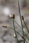 Eleocharis ovata