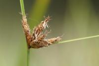 Bolboschoenus planiculmis