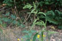 Echinochloa crus-galli