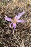 Colchicum autumnale