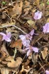 Cyclamen hederifolium