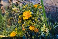 Scolymus hispanicus