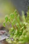 Ptychostomum capillare