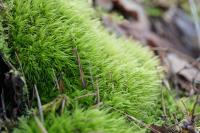 Leucobryum glaucum