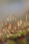 Polytrichum juniperinum