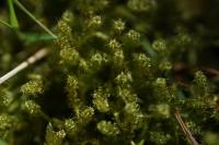 Rhytidiadelphus squarrosus