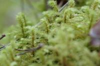 Hylocomiadelphus triquetrus