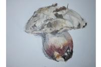 Rubroboletus satanas