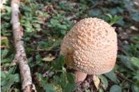Amanita rubescens