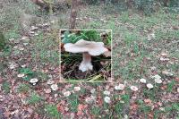 Clitocybe nebularis