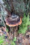 Fomitopsis pinicola