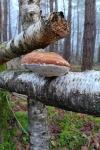 Piptoporus betulinus