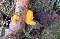 Tremella mesenterica