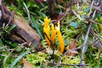 Calocera viscosa