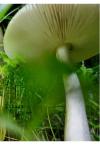 Amanita vaginata