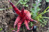 Clathrus archeri