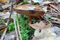 Imleria badia