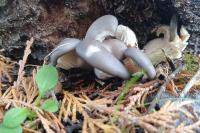Pleurotus ostreatus
