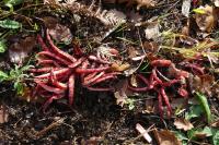 Clathrus archeri
