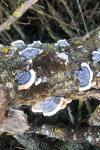 Trametes versicolor