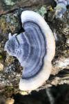 Trametes versicolor