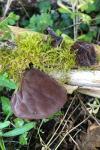 Auricularia auricula-judae