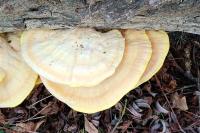 Laetiporus sulphureus