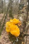 Tremella mesenterica