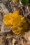 Laetiporus sulphureus