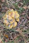 Armillaria mellea