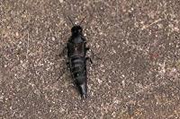 Quedius dilatatus