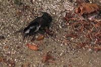 Quedius dilatatus