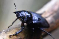 Lucanus cervus