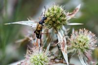 Rutpela maculata